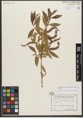 Foto von Salix triandra subsp. bornmuelleri (Hausskn.) A. K. Skvortsov